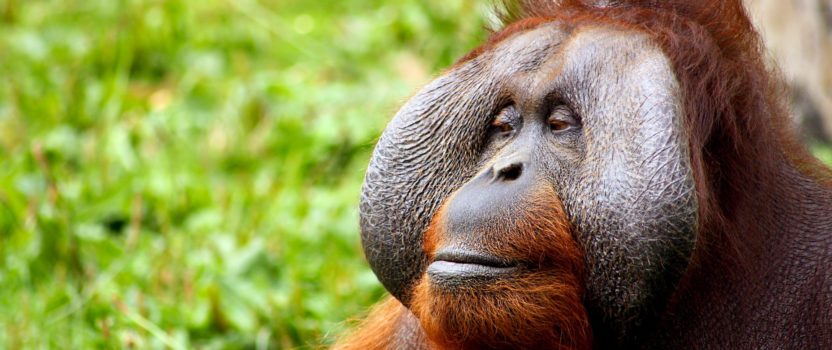 Testimonial – “The Reluctant Orangutan”