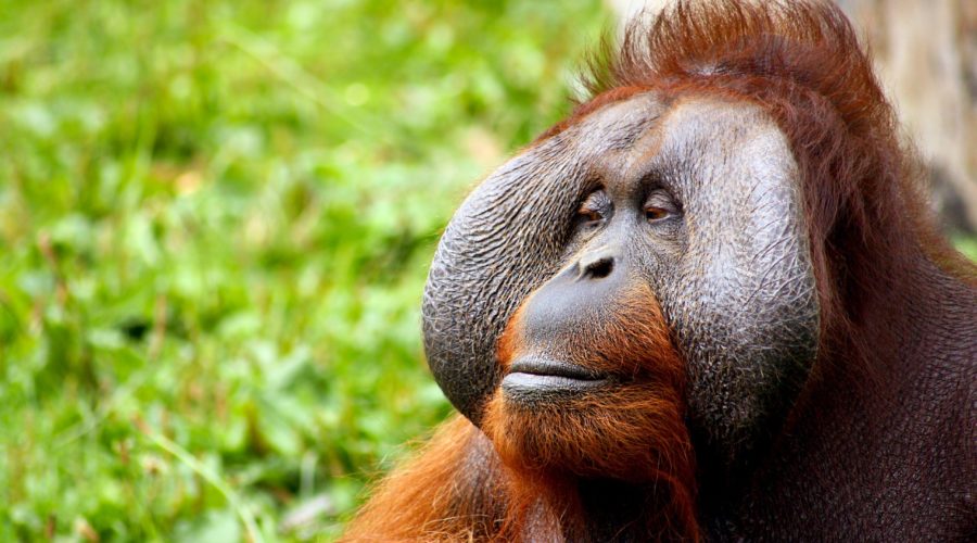 Testimonial – “The Reluctant Orangutan”